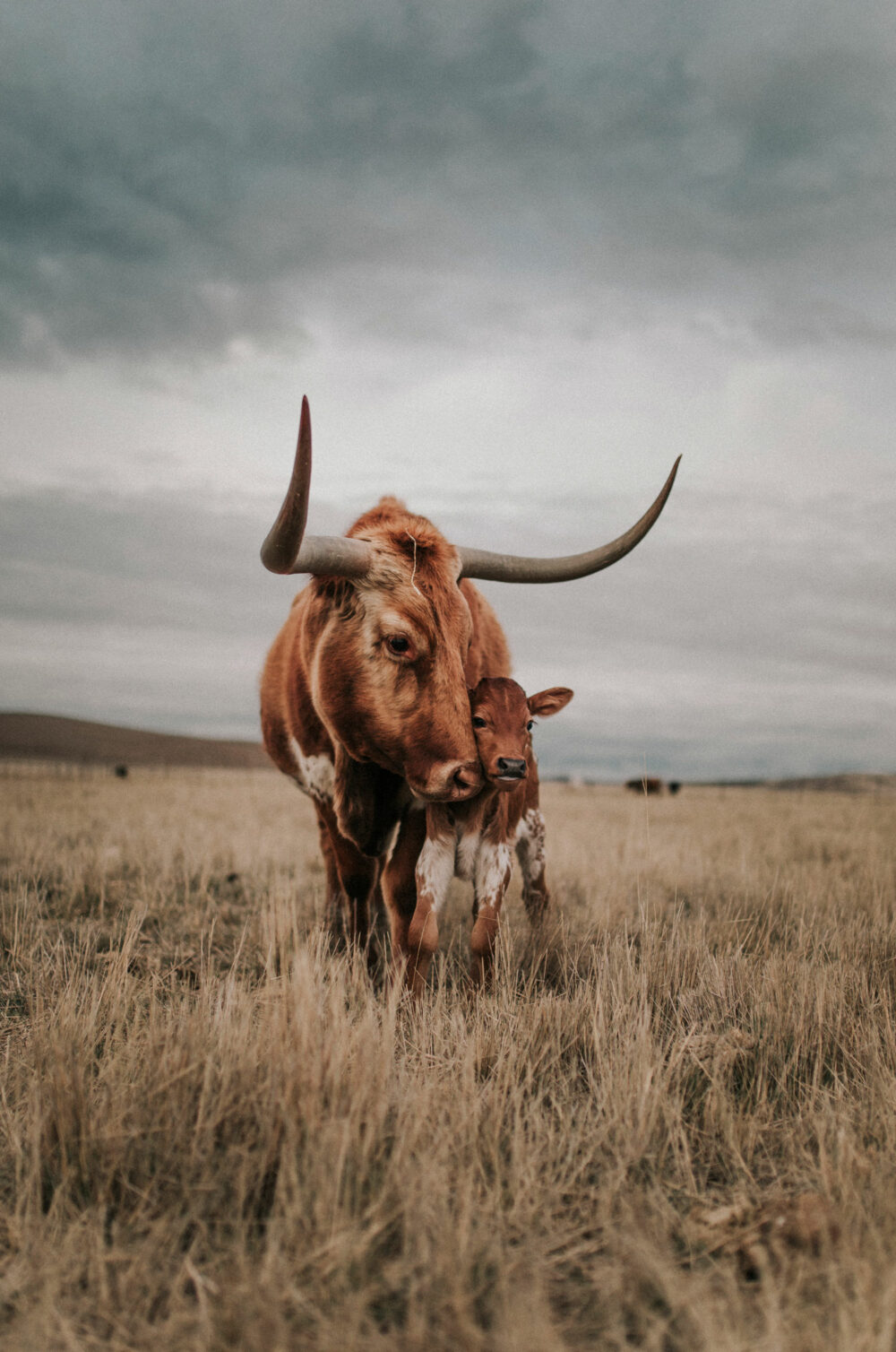 cow western art print