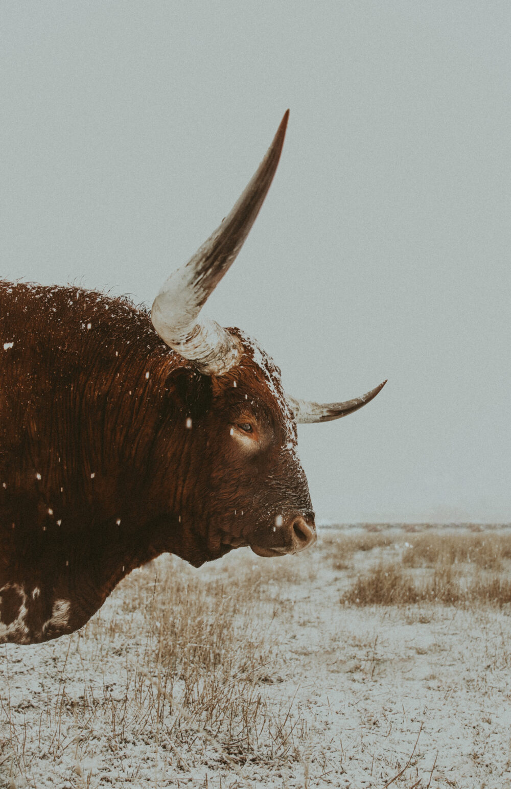 longhorn bull western art print