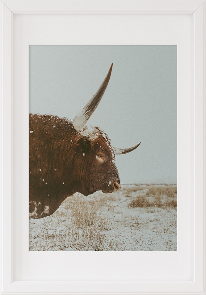 longhorn art print