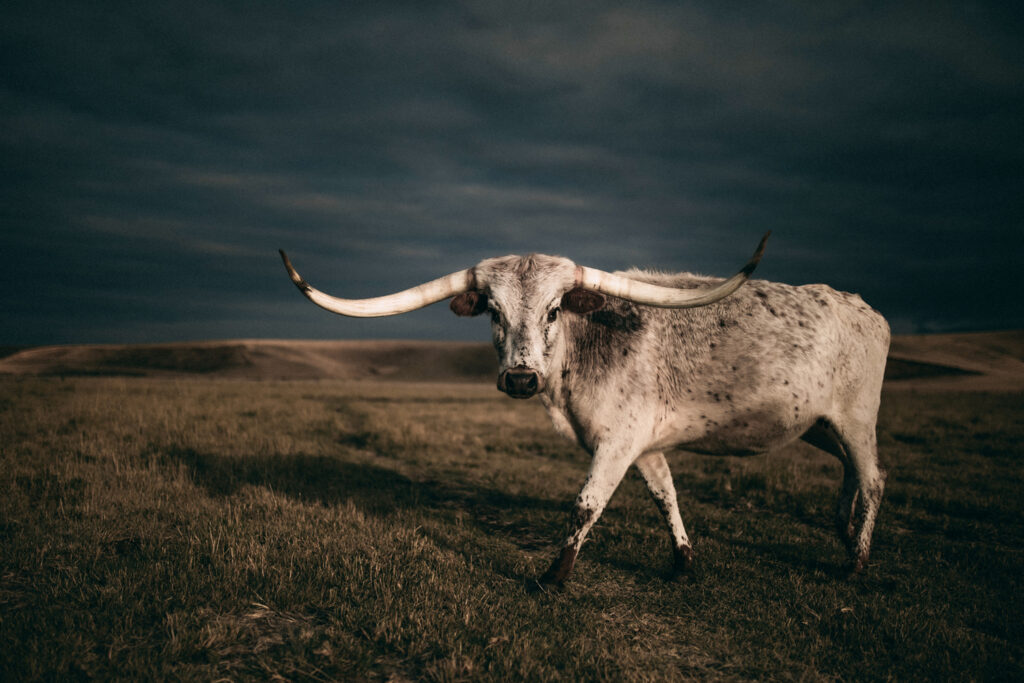 longhorn art print