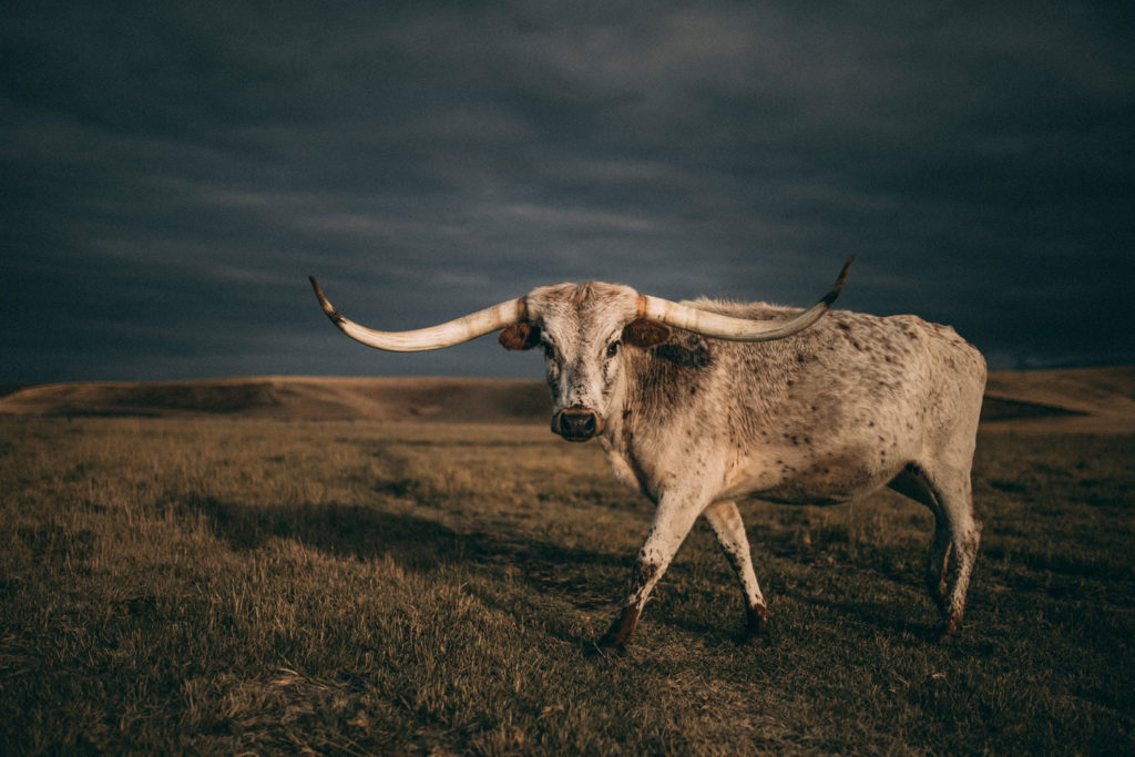 cow western art print