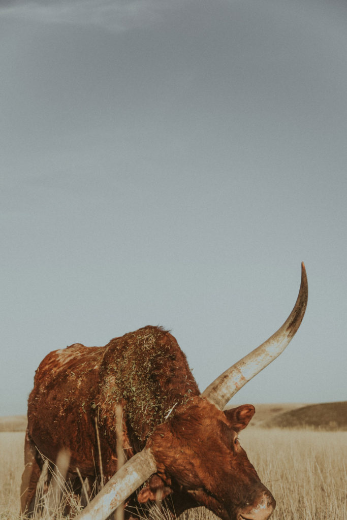 Western cattle print