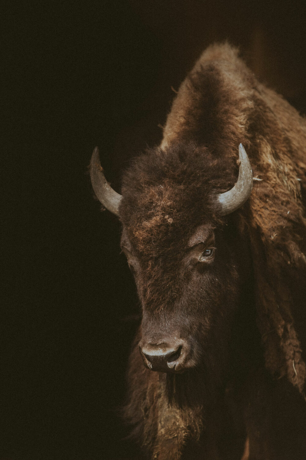 buffalo western print