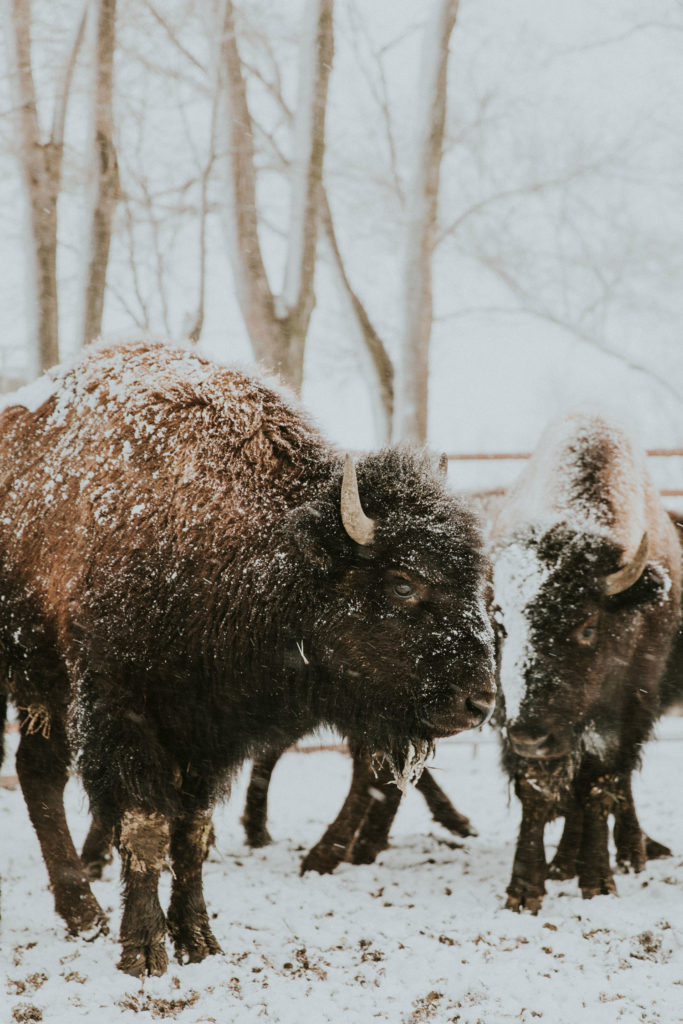 buffalo western photo