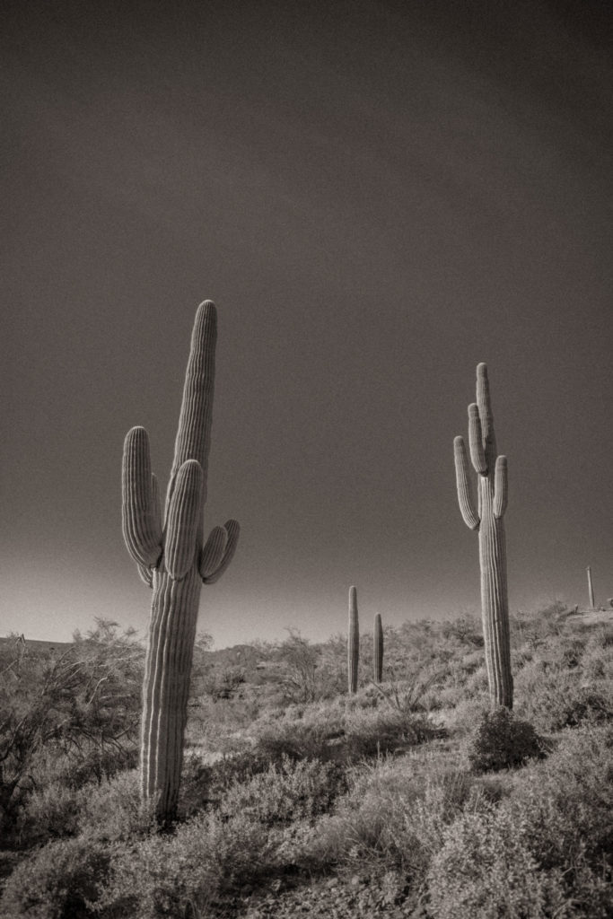 cactus western photography