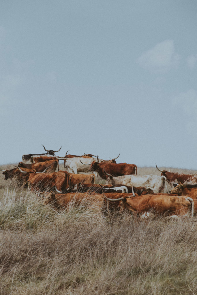 Western art cattle print