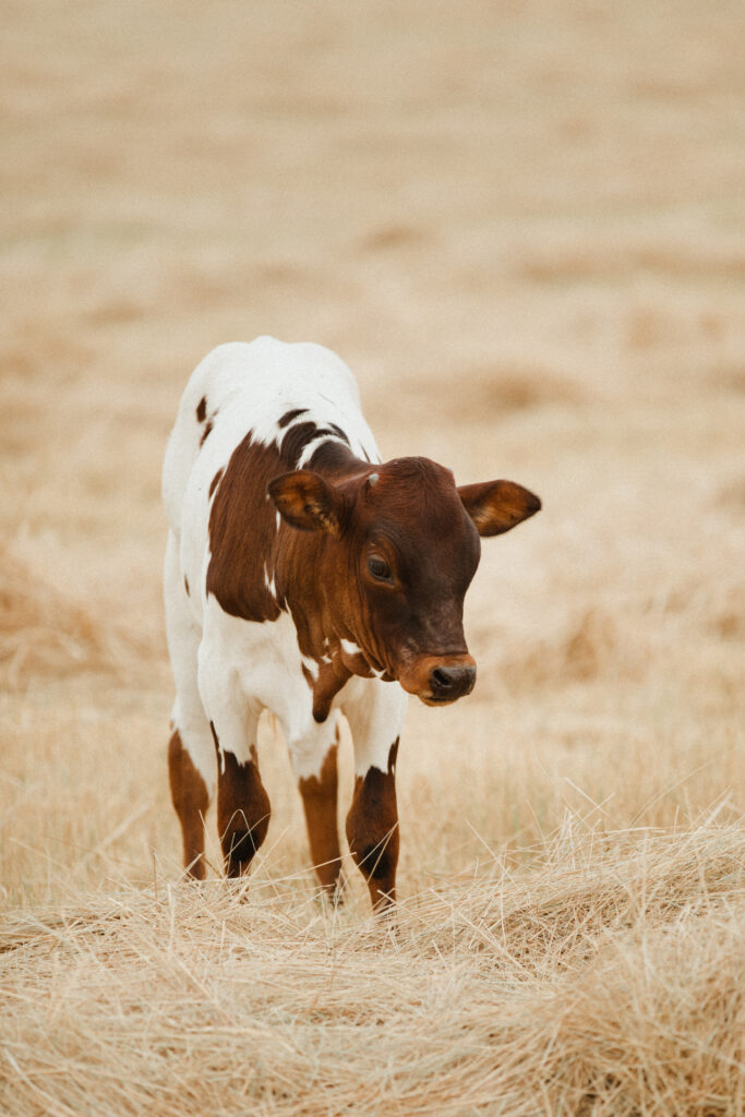 western art photography