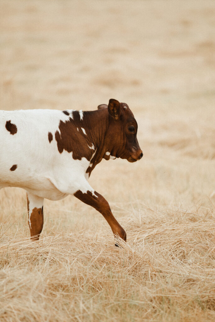 western art photography