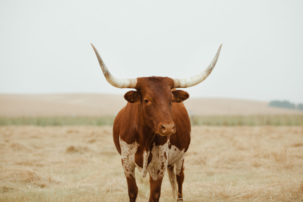 western art photography