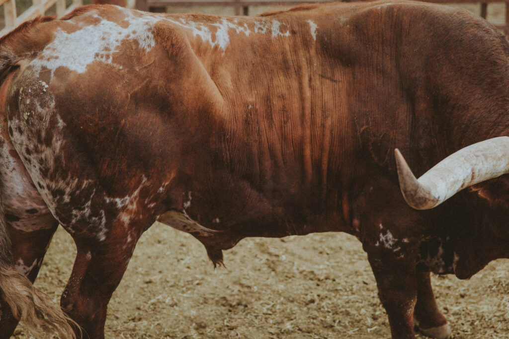 western art photography