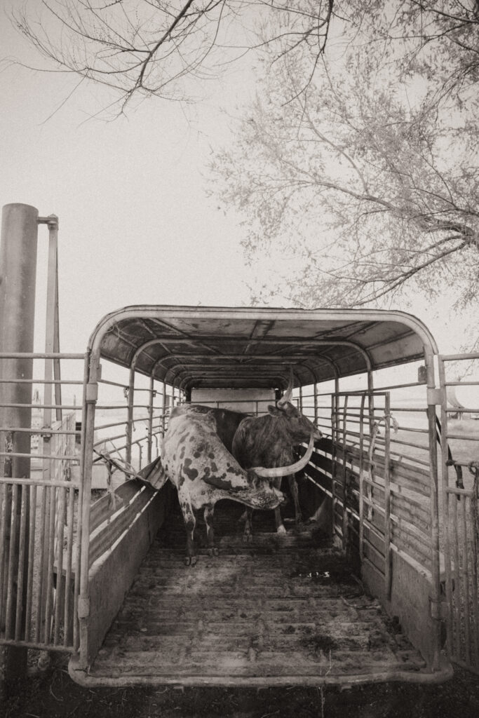 western art photography