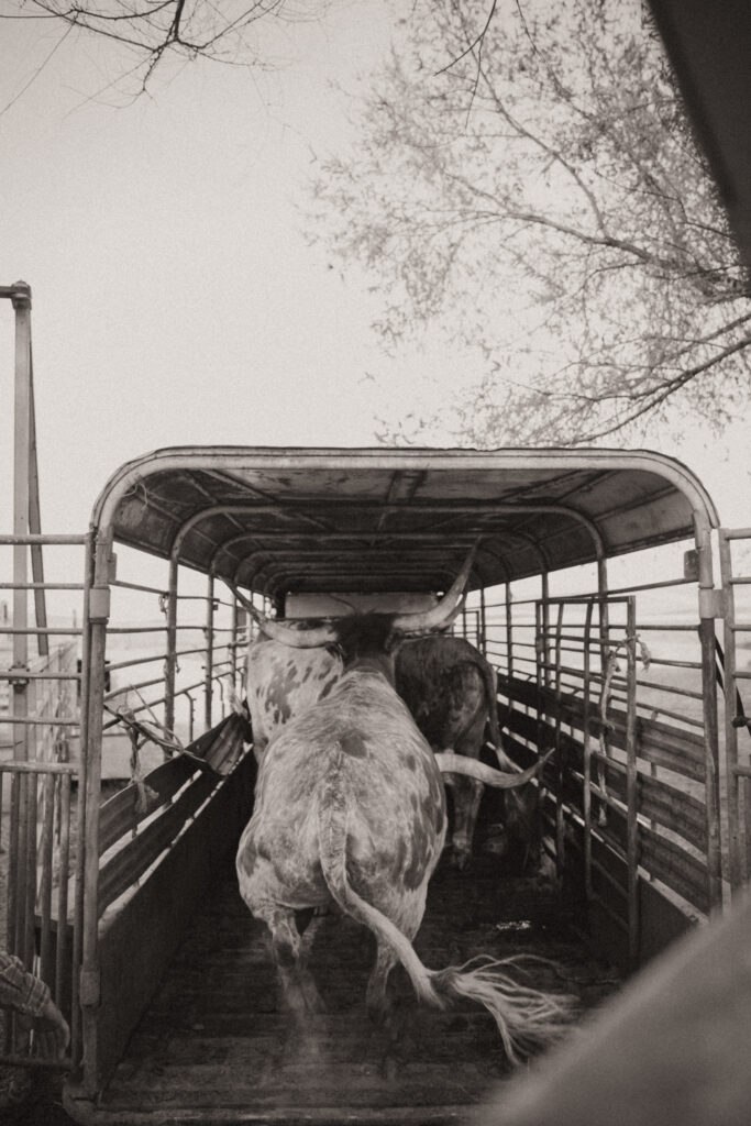 western art photography