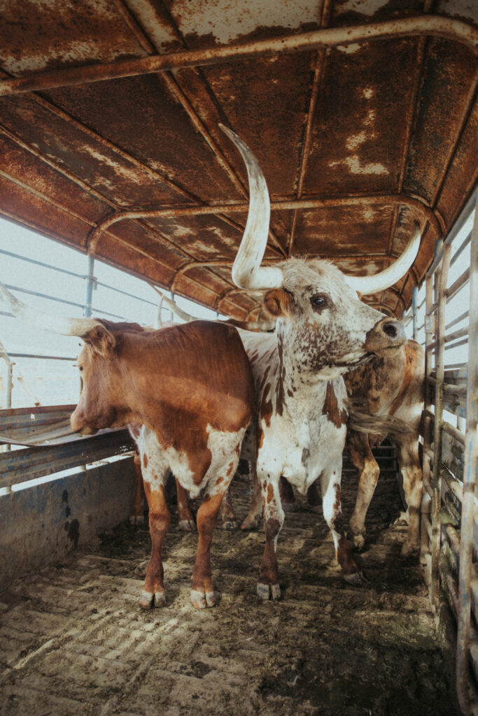 western art photography