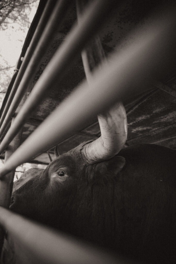 western art photography