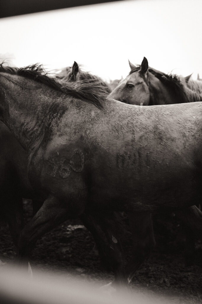 western art photography