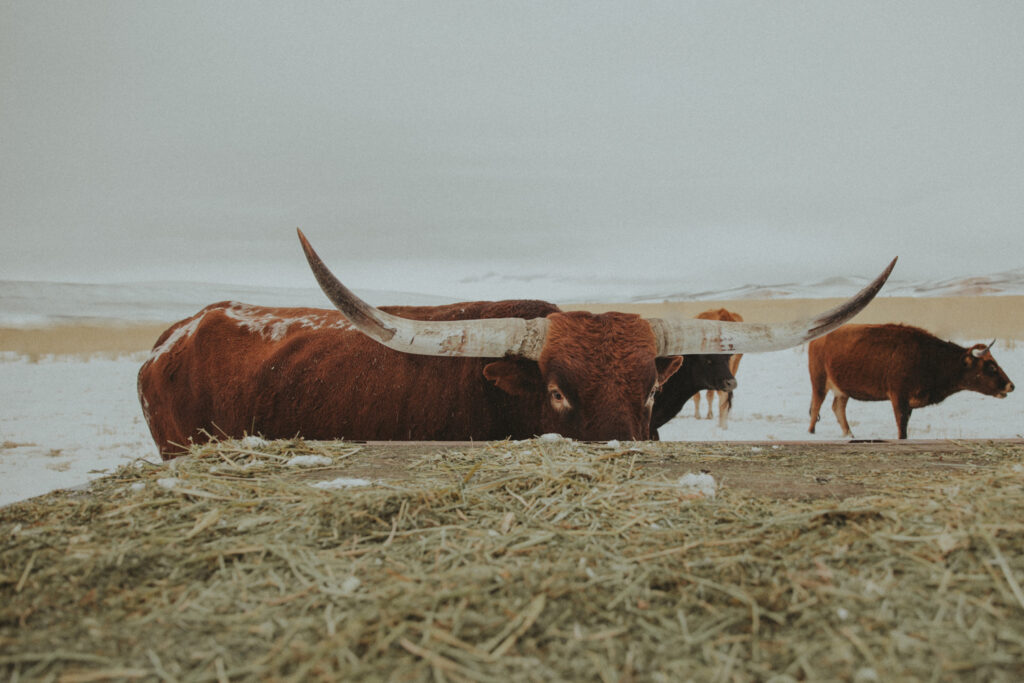 longhorn ranch photo