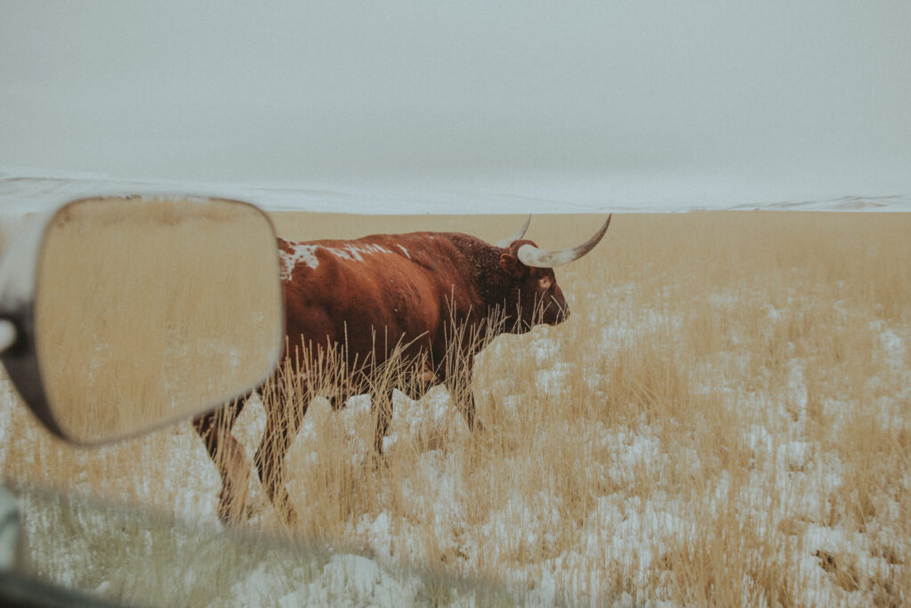 longhorn photography