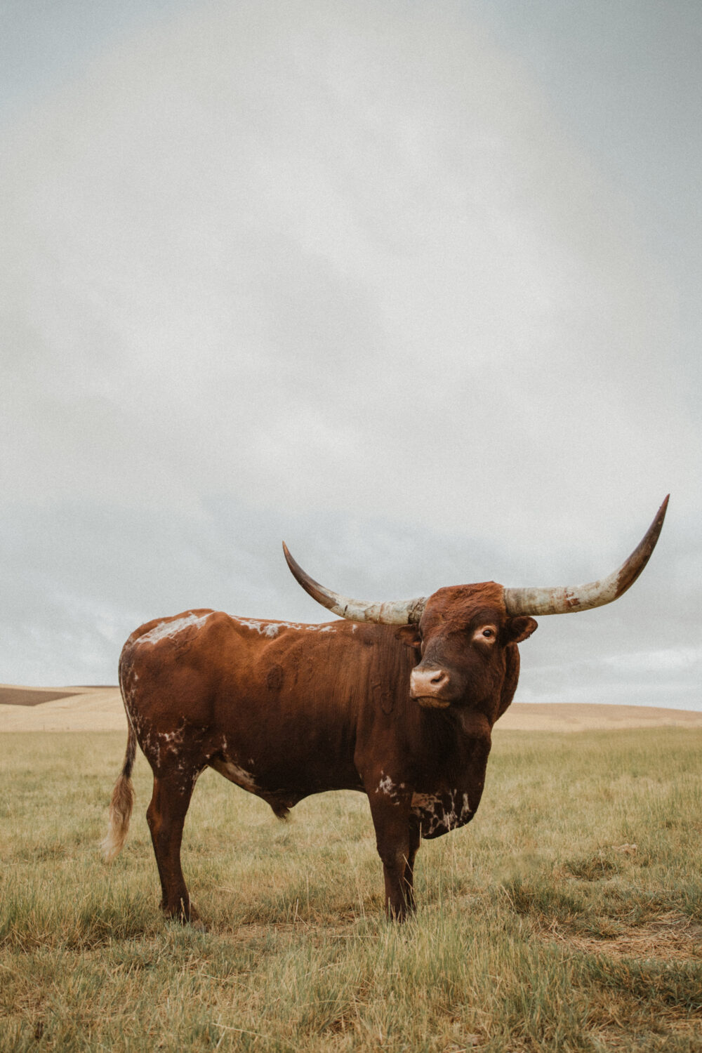 Cattle Prints